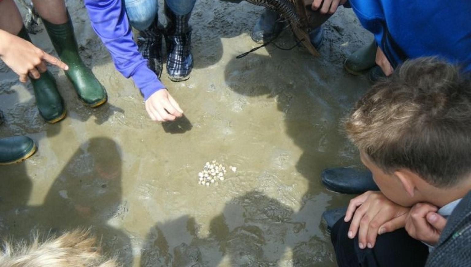 Mini Wattexkursion - VVV Ameland