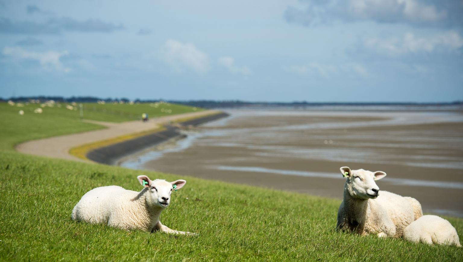 Ferienhäuser Nes 7 oder mehr Personen - VVV Ameland