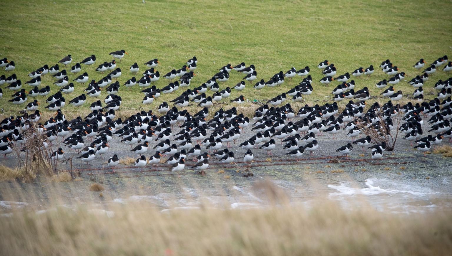 Unterkünfte mit Vogelnamen Nes - VVV Ameland