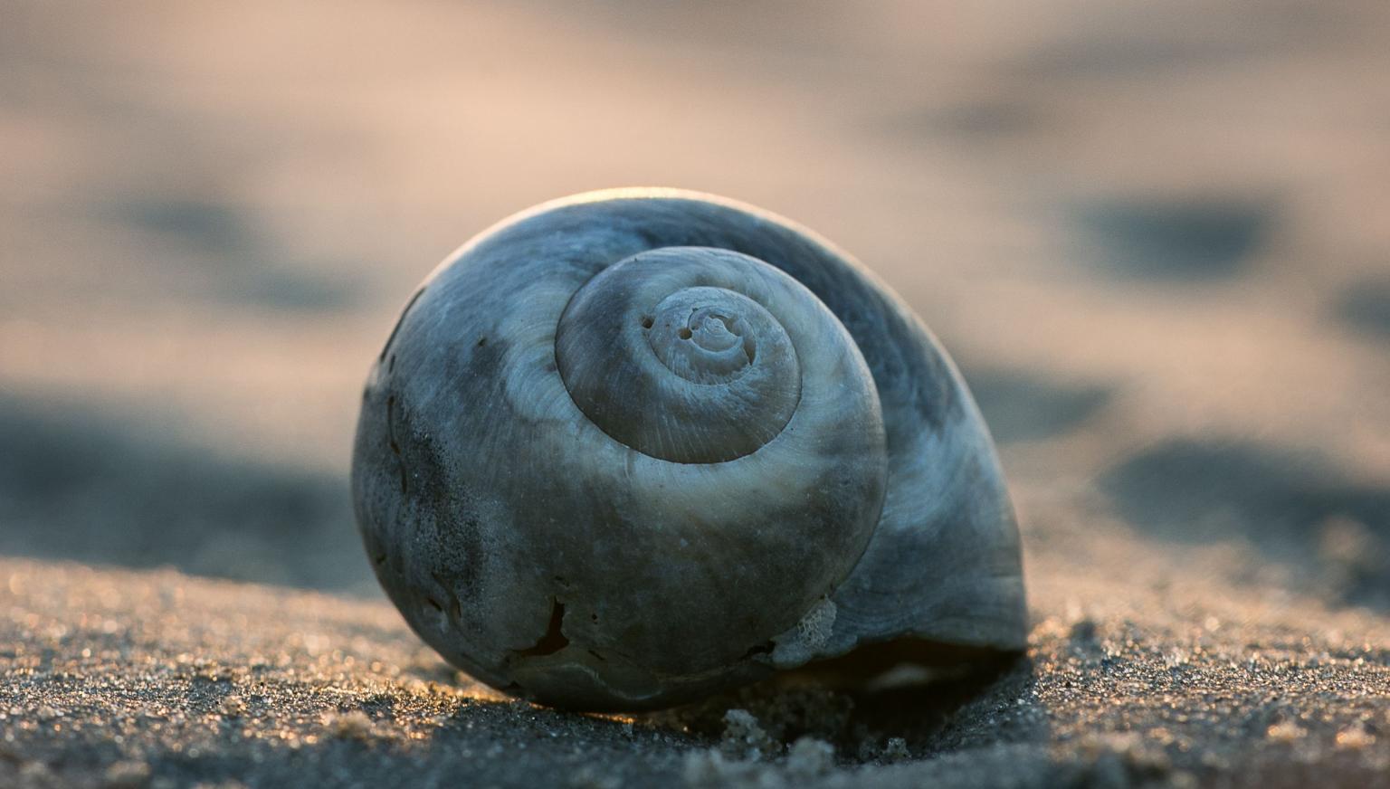 Meeuw Jonathan - VVV Ameland