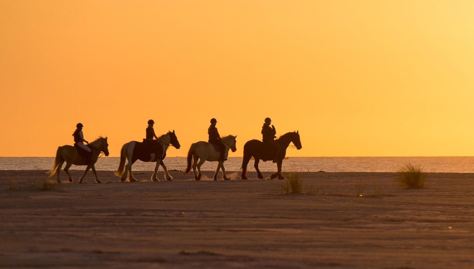 Reiten und Planwagenfahrten - VVV Ameland