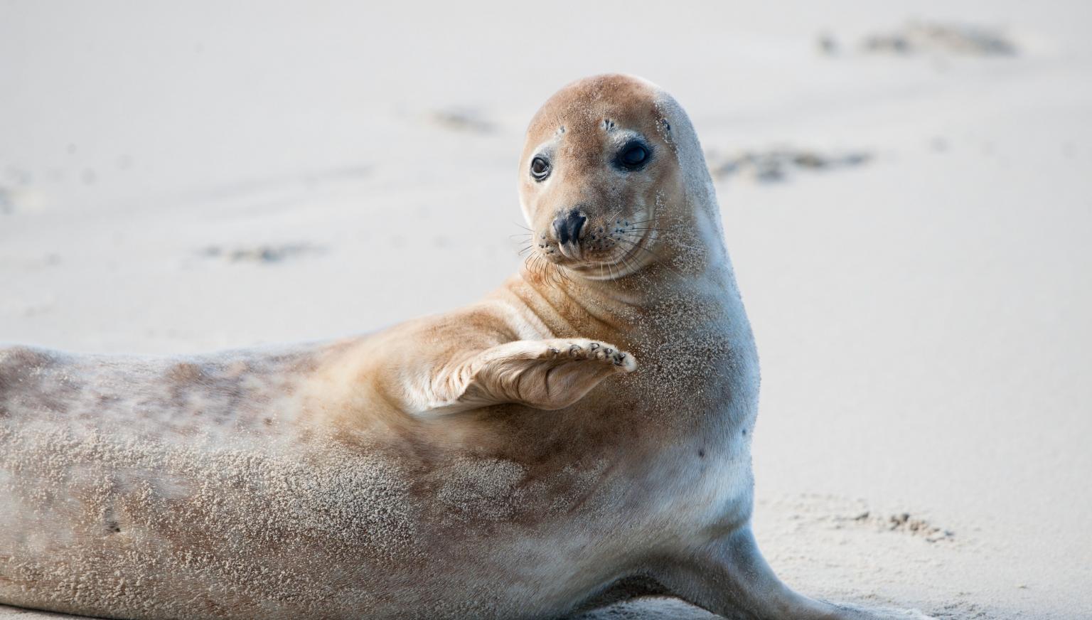 Robbentochten op Ameland - VVV Ameland