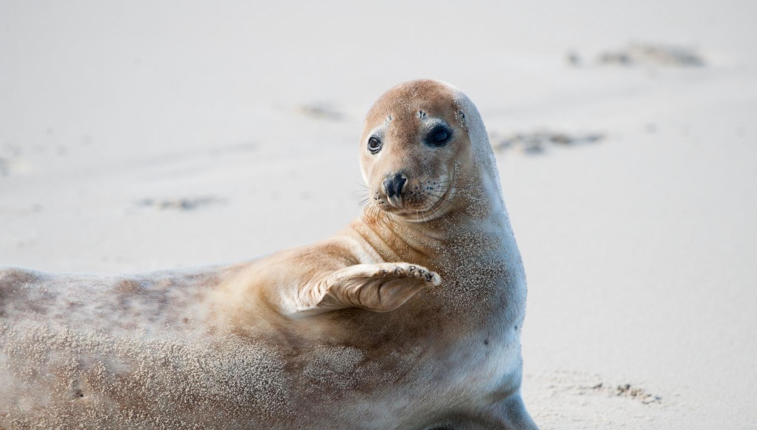 Bootsfahrten zu den Seehundbänken Ameland - VVV Ameland