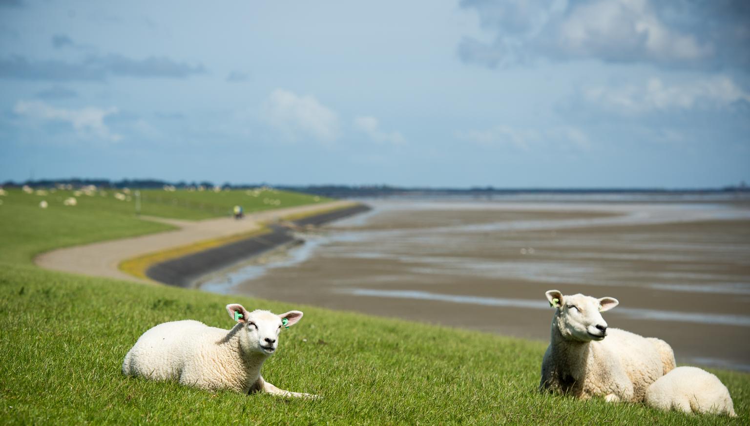 Taxis - VVV Ameland