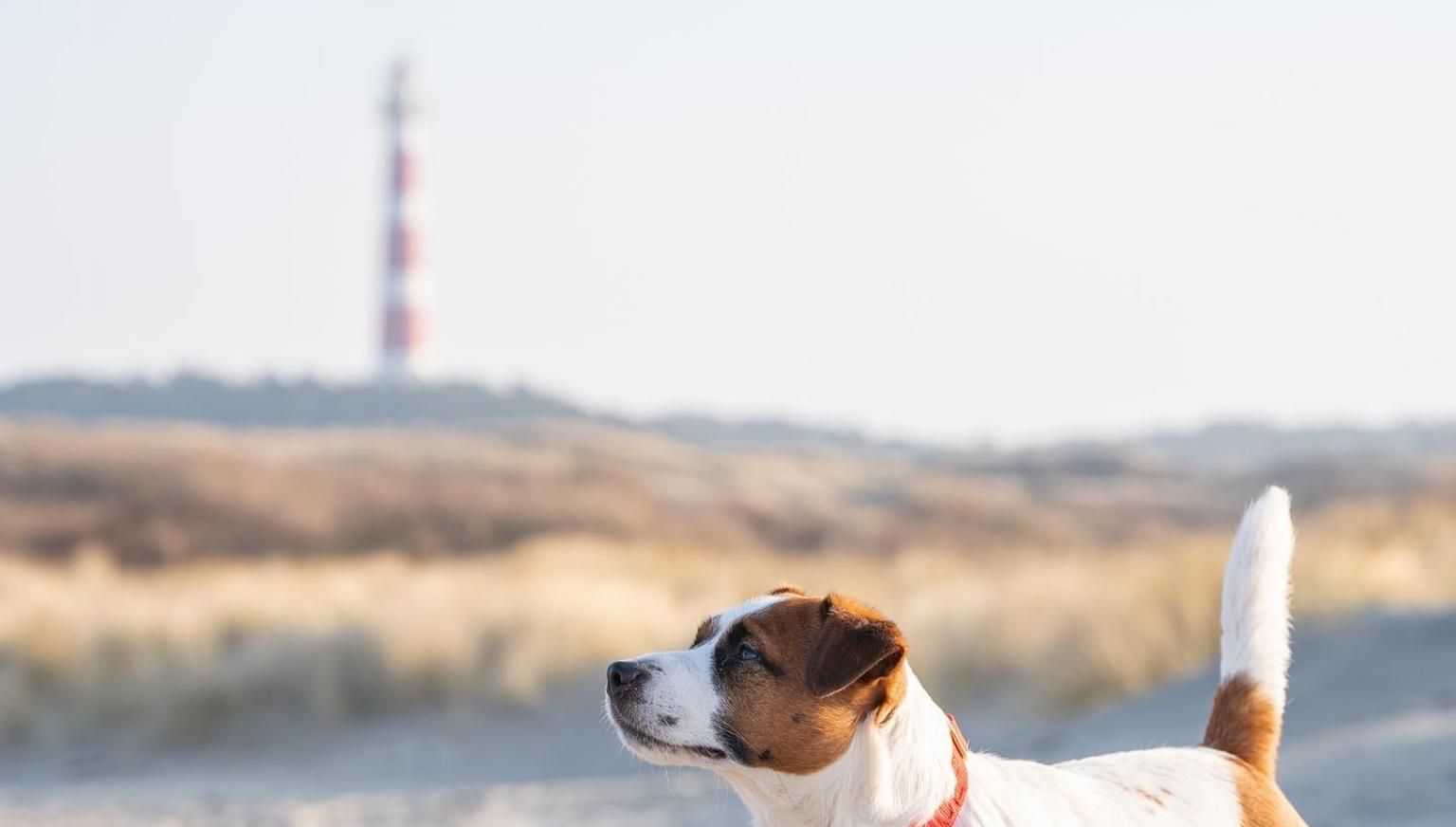 Ameland mit Hund - VVV Ameland